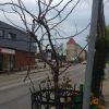 Tereny zielone na drogach powiatowych w Gniewie